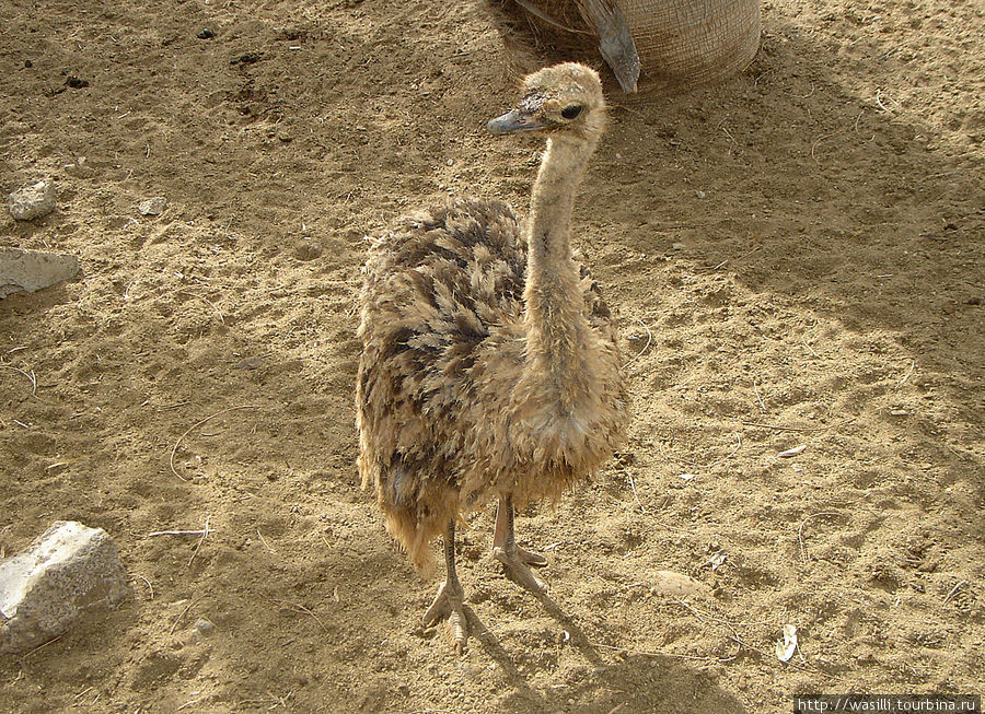 Малыш-страус. Страусовая ферма. Остров Тенерифе, Испания