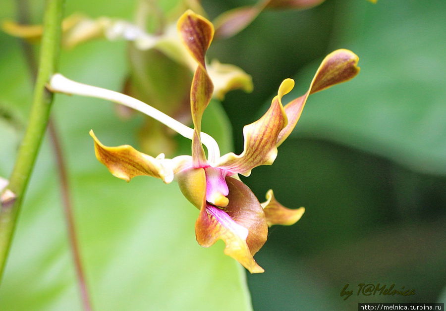 Орхидейная оргия (очень много фото!) Сингапур (город-государство)