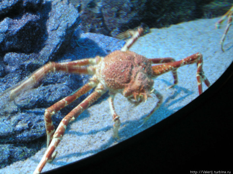 «Наш» Таиланд (7) Siam Ocean World – подводная сказка Бангкок, Таиланд