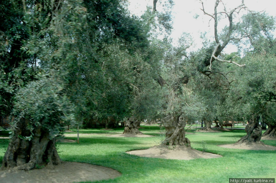 В 1959 году оливковая роща Сан-Исидро была объявлена национальным памятником. Первые деревья здесь появились аж в 1560 году Лима, Перу