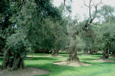 В 1959 году оливковая роща Сан-Исидро была объявлена национальным памятником. Первые деревья здесь появились аж в 1560 году