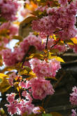 В Штутгарте тоже цветет сакура.