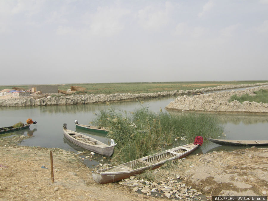 Болотная жизнь Провинция Басра, Ирак