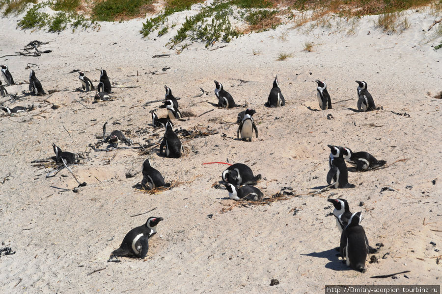 Саймонс-Таун, город где живут пингвины.... Саймонс-Таун, ЮАР