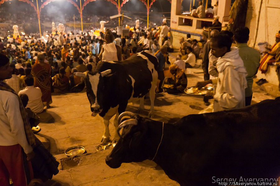 Бродячие коровы Варанаси, Индия