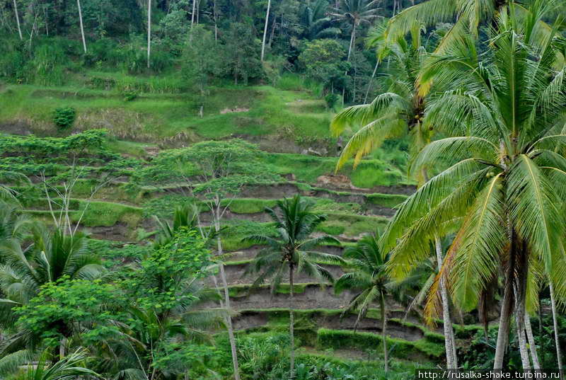 Природа Бали, картинки с натуры Индонезия