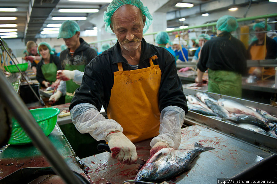 Путина на Сахалине: рыбозавод