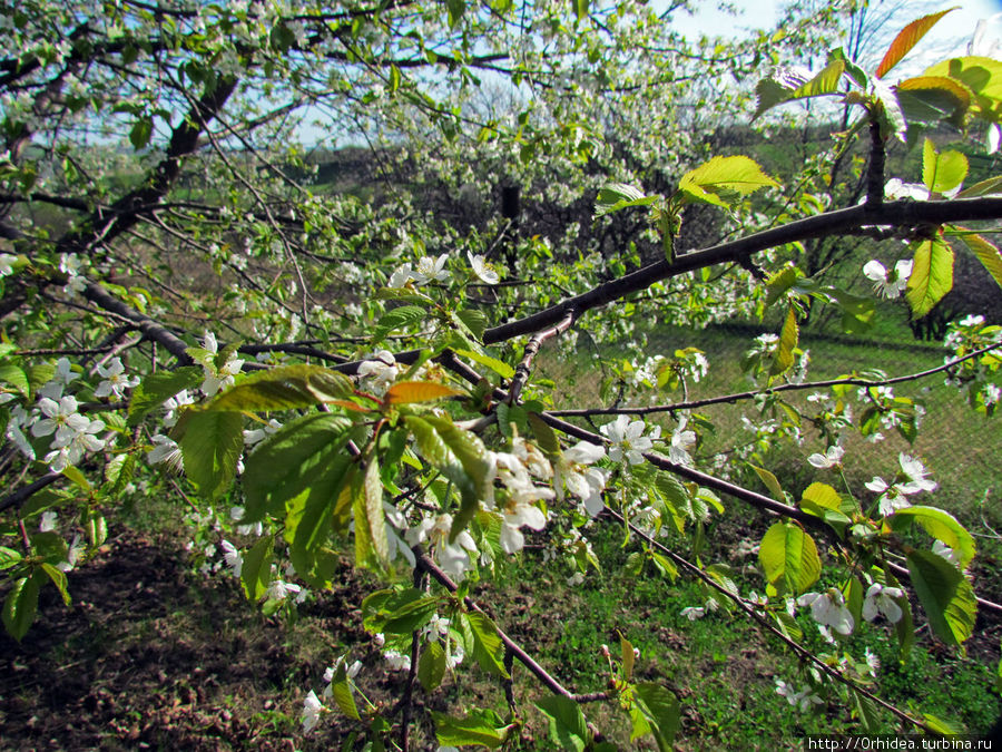главное отличие черешни от абрикоса — черешня сперва выпускает листья, а потом цветет Харьковская область, Украина