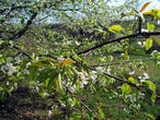 главное отличие черешни от абрикоса — черешня сперва выпускает листья, а потом цветет