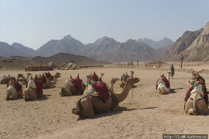 корабли пустыни Цветной Каньон (Синай), Египет