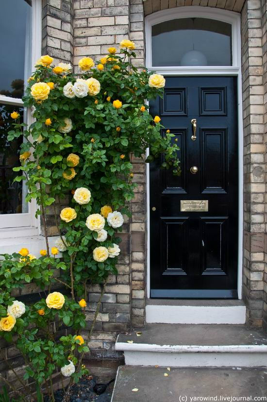 Почти у всех домов перед входом растут большие красивые кустовые розы. Йорк, Великобритания