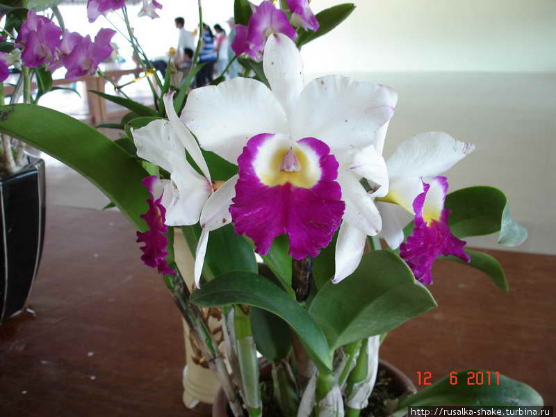 Оранжерея орхидей Санья, Китай