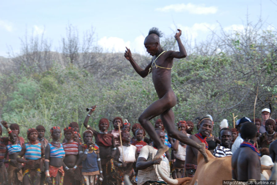 посвещение мальчика в мужчину, он должен три раза пробежать по спинам коров и не упасть Регион народов и народностей юга, Эфиопия