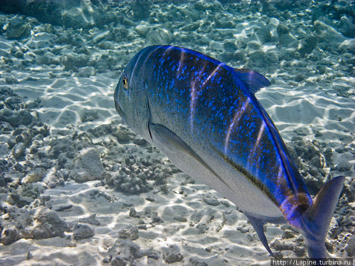Синеперый каранкс (Caranx melampygus​) Южный Ари Атолл, Мальдивские острова
