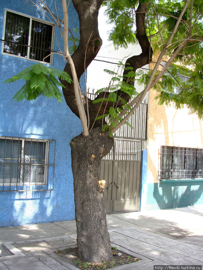 Дерево, выглядит весьма забавно с его  оголенными ветками, увенчаными листвой, но это не дерево. Мехико, Мексика