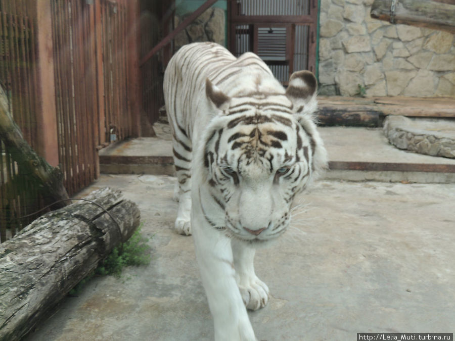 Белый бенгальский Тигра Екатеринбург, Россия