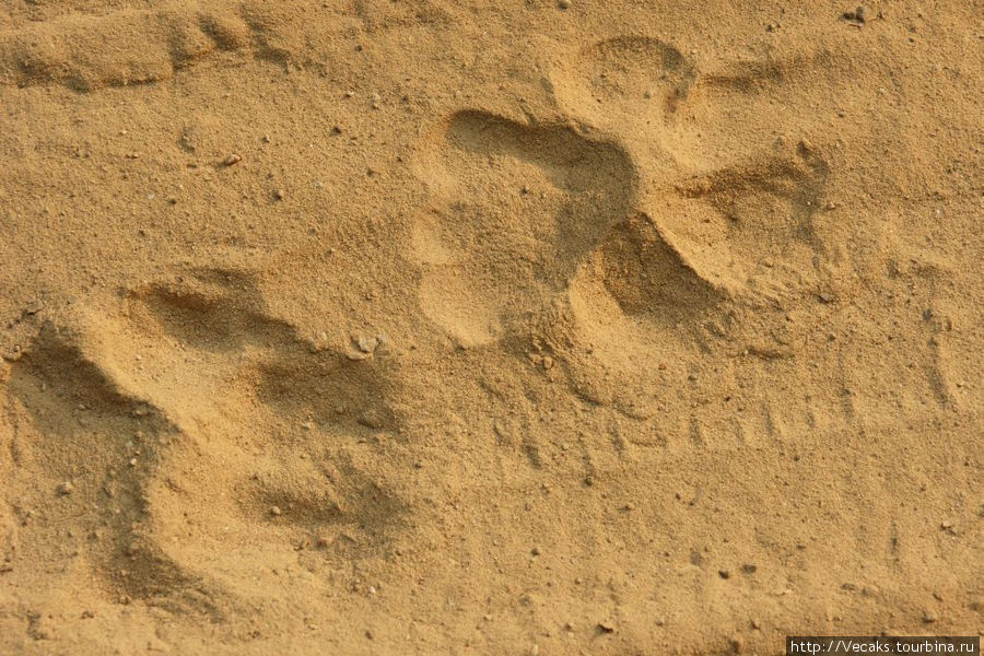 Безуспешный поиск бенгальских тигров в Корбетт-парке Штат Уттаракханд, Индия