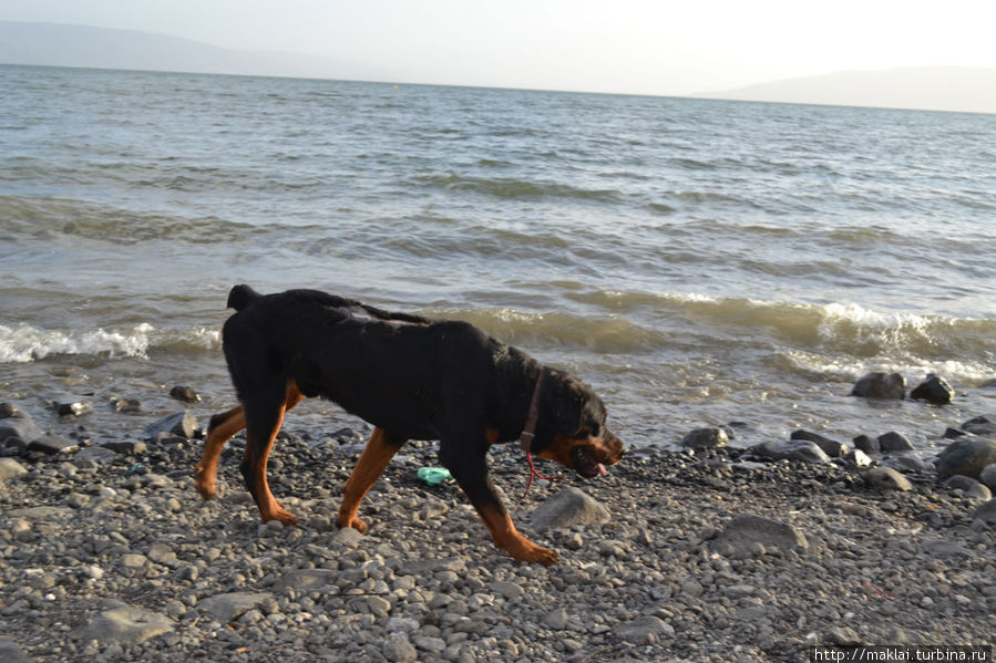 Пёс, бегущий краем моря Назарет, Израиль