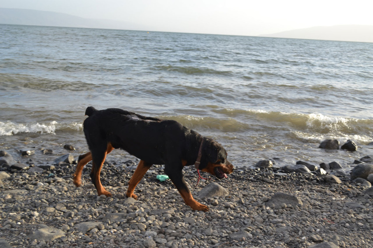 Пёс, бегущий краем моря