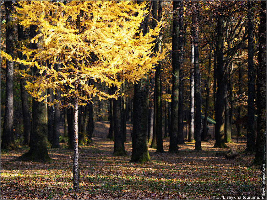 Осень в Московских парках Москва, Россия