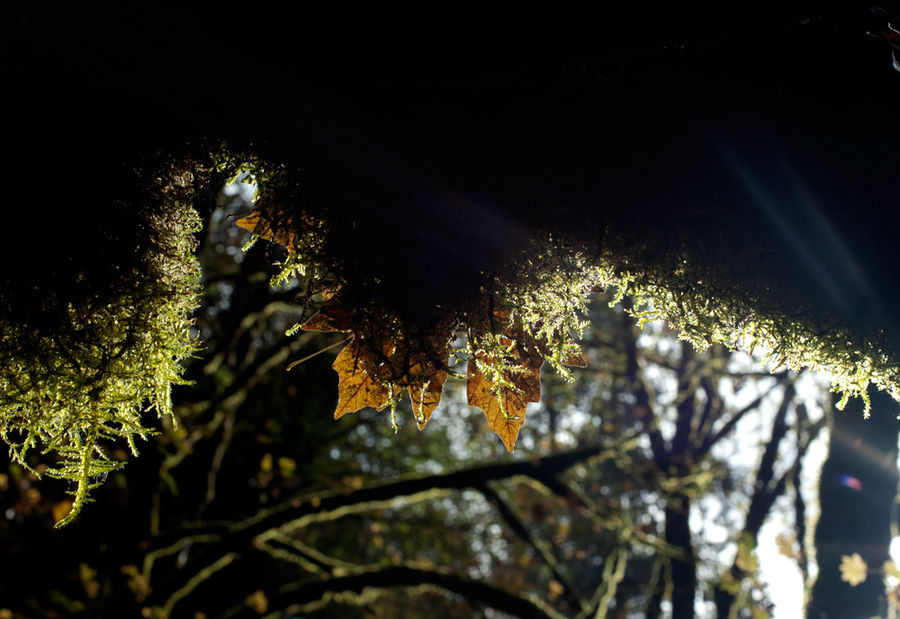 Осень в парке Огненного Гейзера Оберн, CША