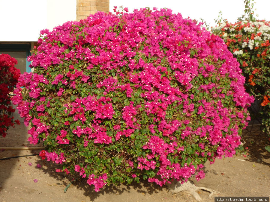 Цветы пустыни в Шарм-Эль-Шейхе Шарм-Эль-Шейх, Египет