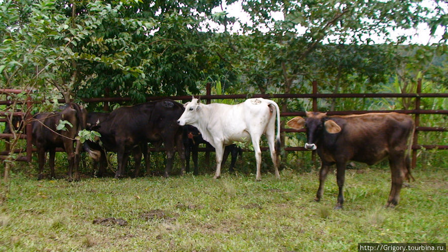 Ранчо в предгорьях Доминиканская Республика