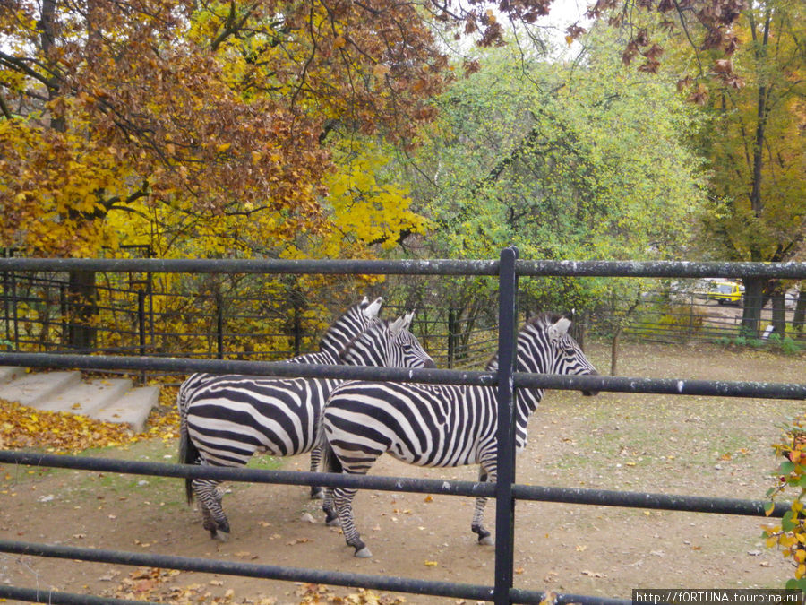 Обитатели зоопарка Прага, Чехия