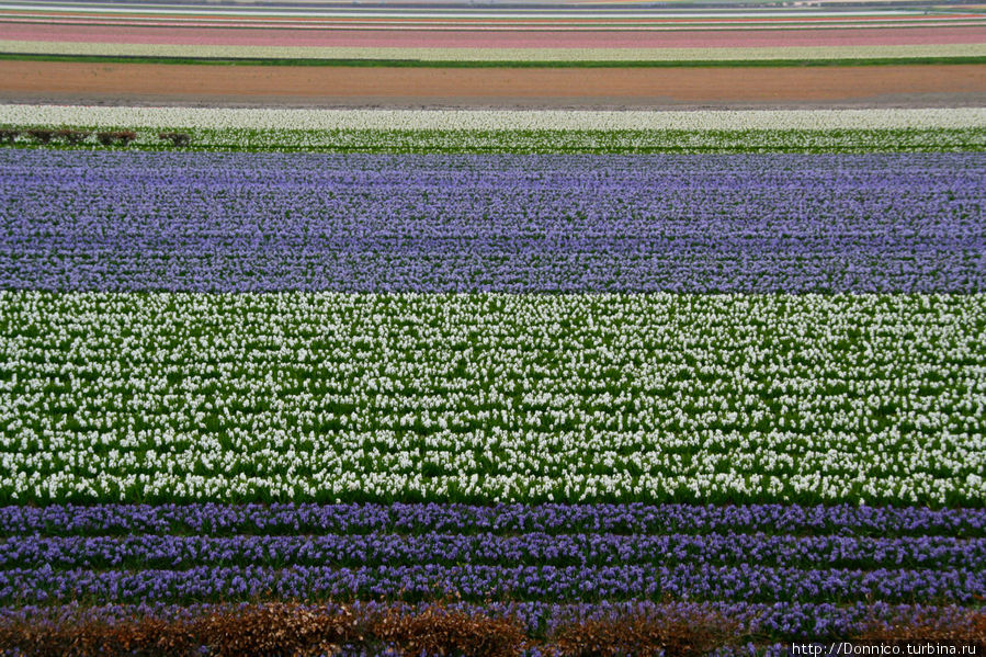 Тюльпановая матрица Лиссе, Нидерланды