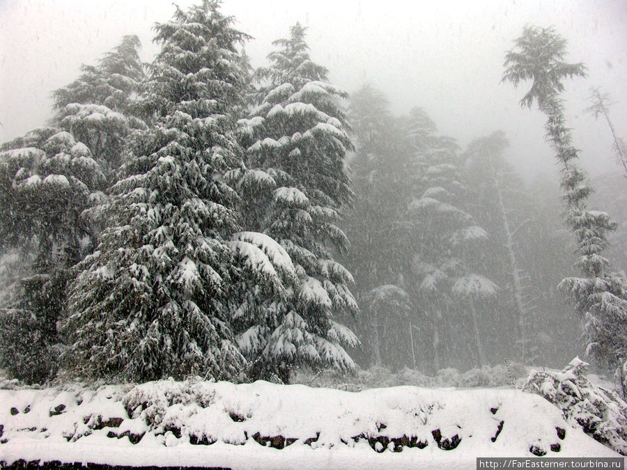 Снежная буря в Дарамсале, часть первая Дхарамсала, Индия