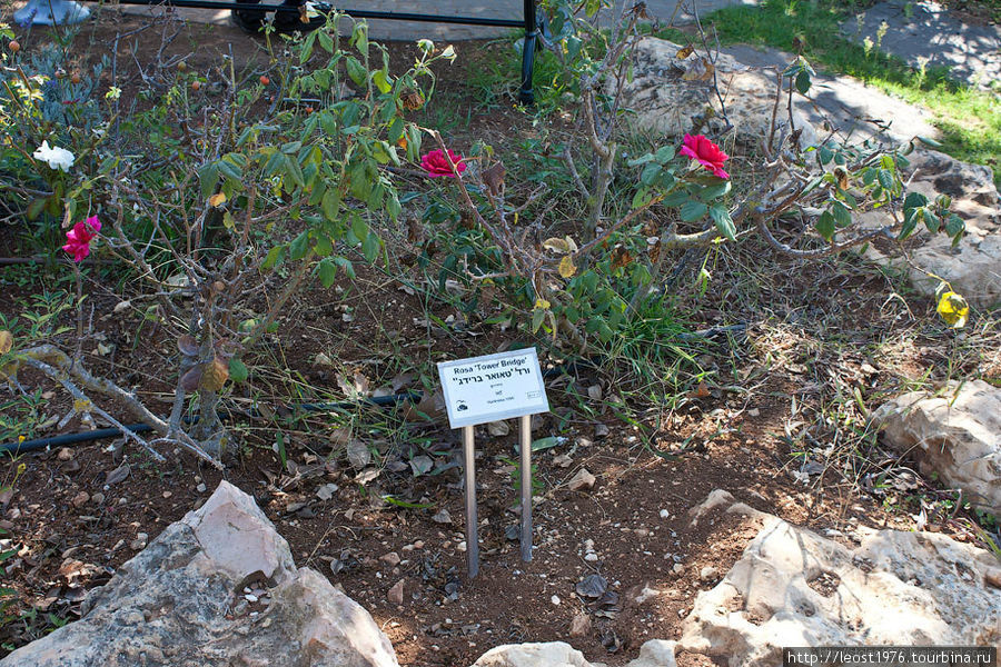 Розы из Английского уголка Иерусалим, Израиль