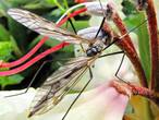 комарик завтракает нектаром из отцветших рододендронов