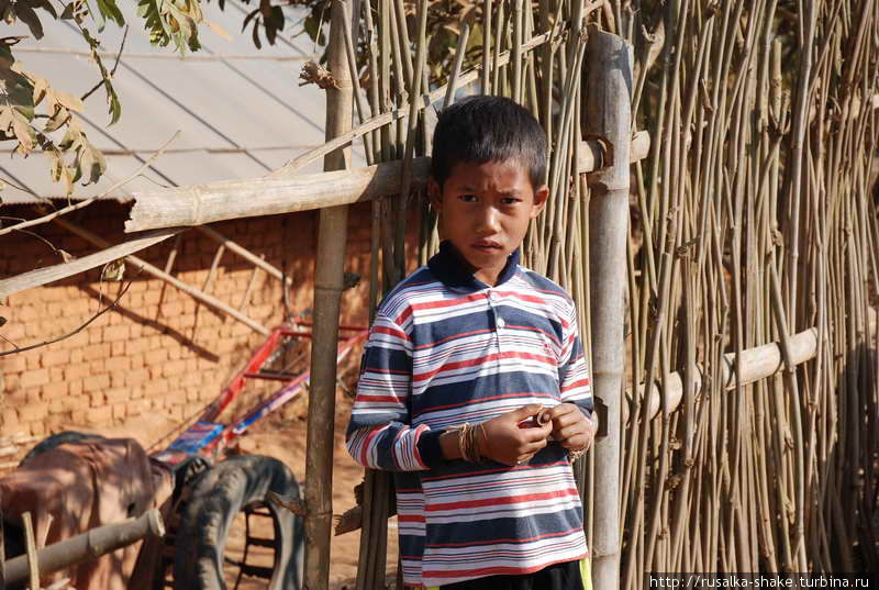 Деревня, где выращивают бойцовских петухов Кьянгтонг, Мьянма