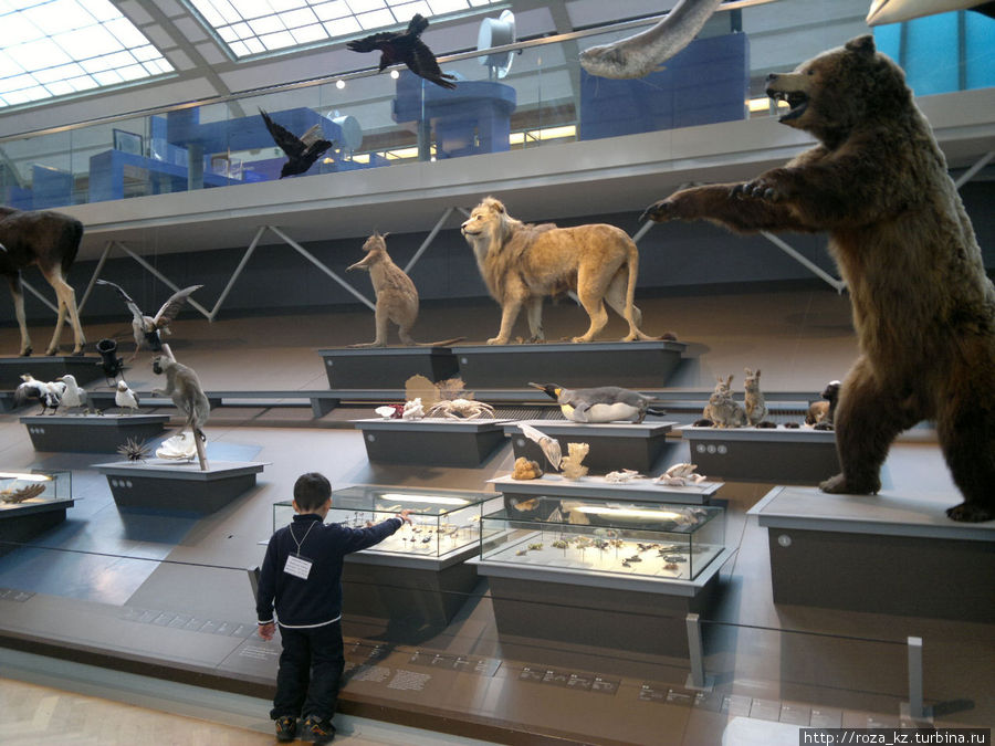 Музей естественных наук Брюссель, Бельгия