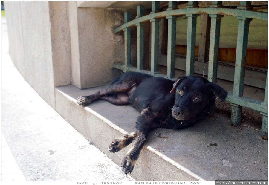 Собаки деляться на подобных и просто оборванных Гавана, Куба