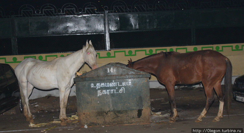 Романтический ужин влюблённой пары лошадей Индия
