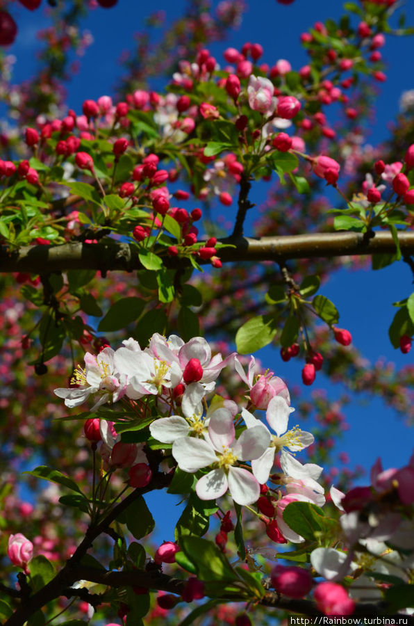 Есть вид, который расцветая меняет свою окраску с темно-розовой на нежную Норт-Адамс, CША