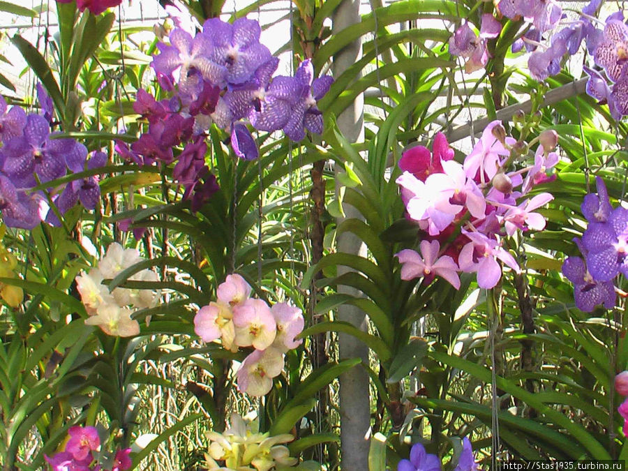 Орхидеи в саду вблизи Чианг Мая. Паттайя, Таиланд
