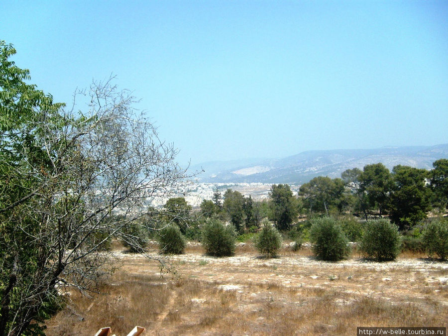 Оливковые сады около монастыря. Латрун, Израиль