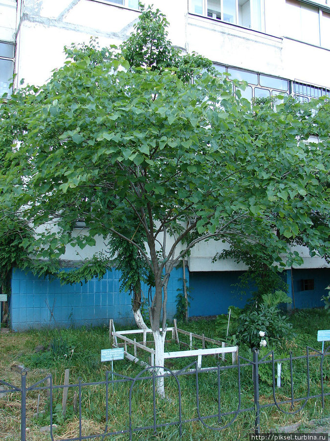 11.Иудино дерево Киев, Украина