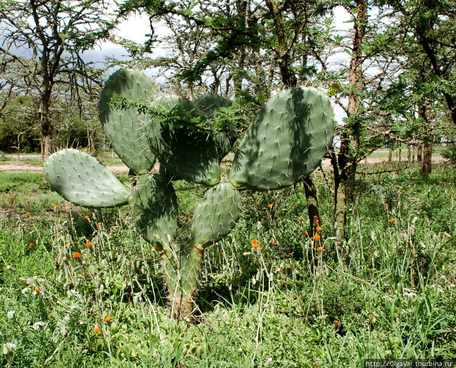В лесу родилась ёлочка, в лесу она росла.... Лопоухая такая , похожая на Чебурашку Провинция Рифт-Валли, Кения