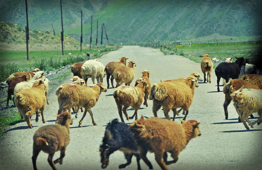 ..и, конечно, вездесущие нарушители спокойствия азербайджанских водителей — внезапно возникающие на дороге стада тех, кто с большой вероятностью совсем скоро пойдет на такой любимый местными жителями шашлык... Хыналыг, Азербайджан