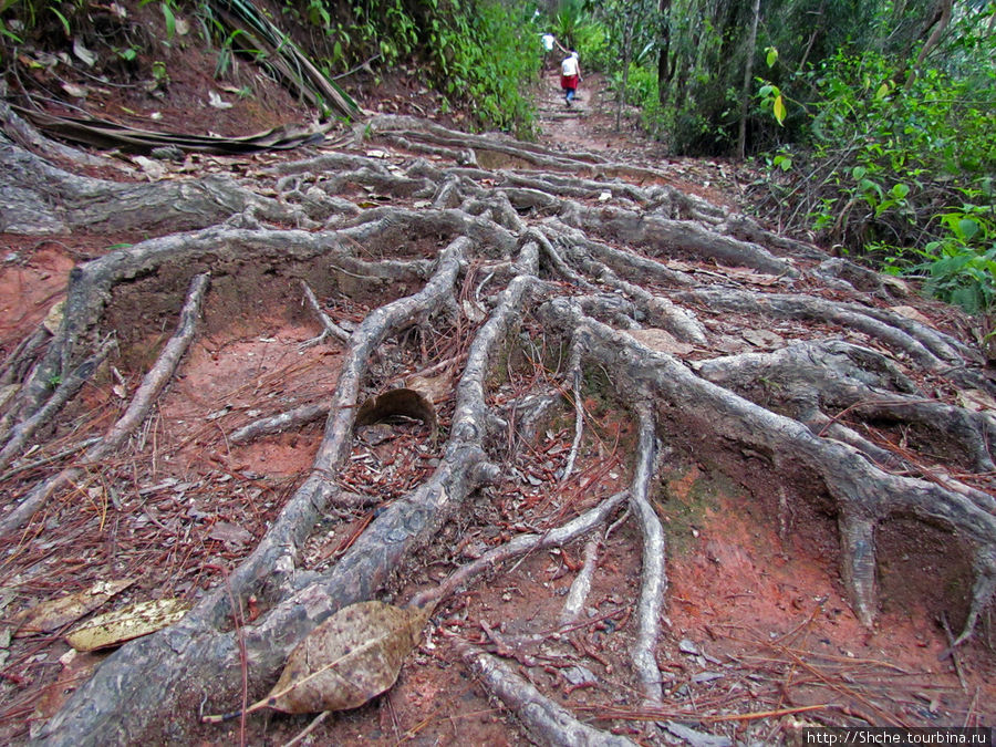 живописная лесная тропа Мураманга, Мадагаскар