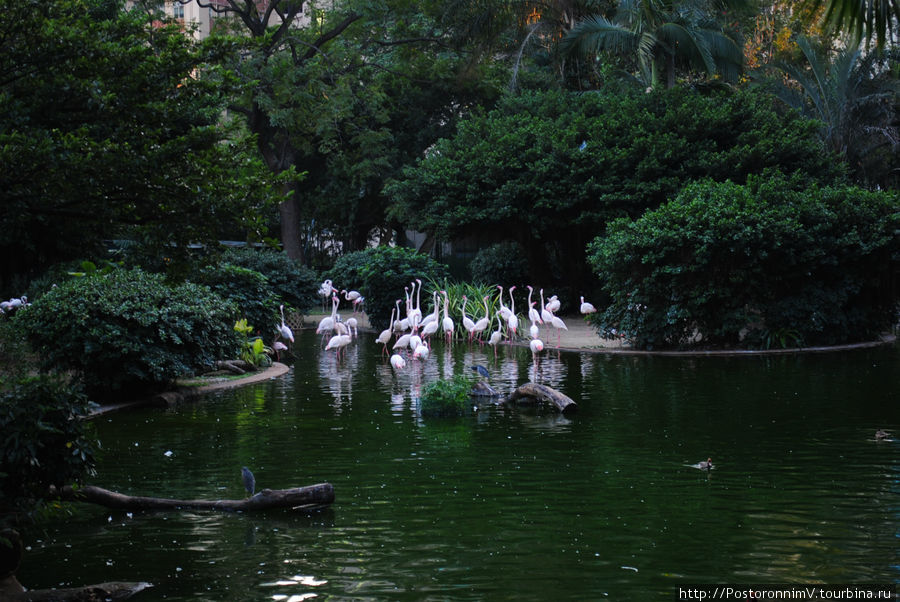 Парк в центре города: фламинго на свободе. Гонконг