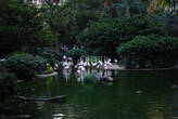 Парк в центре города: фламинго на свободе.