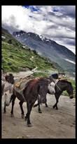В Гималаях нет привычных нашему взгляду больших лошадей. Горные лошадки низкорослы
