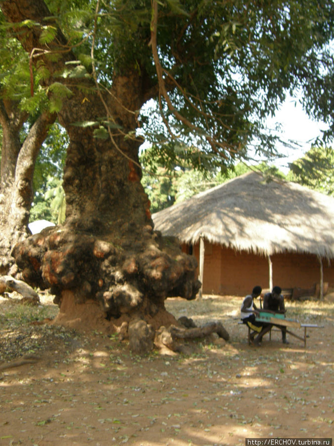 Африканская Болама Болама, Гвинея-Бисау