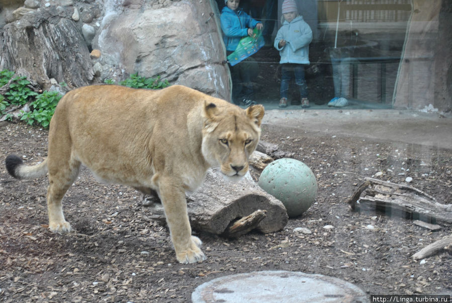 Зоопарк в Шёнбрунне Вена, Австрия