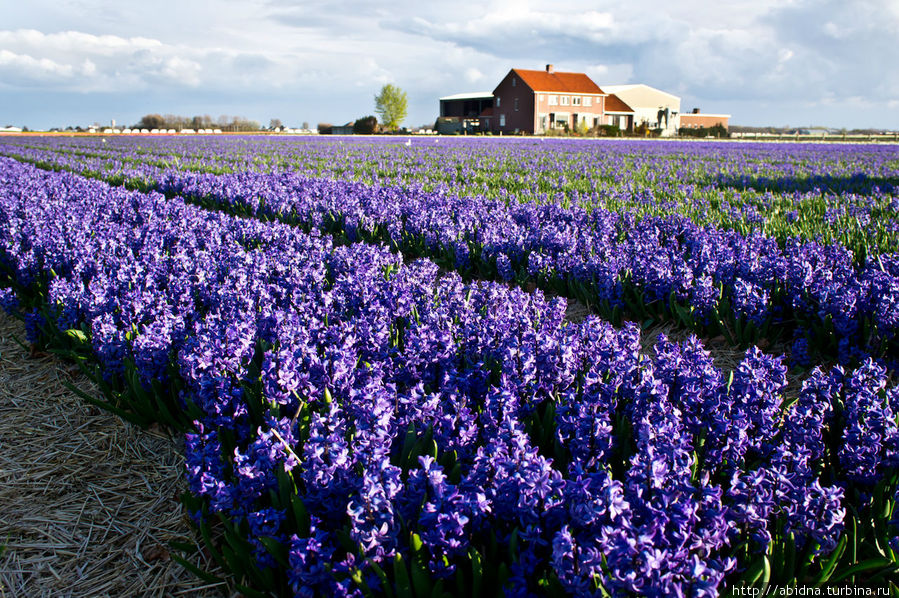 Цветущие поля Голландии Нидерланды