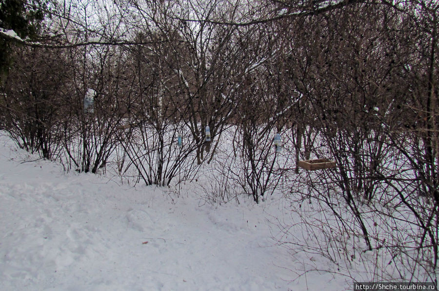 Но не все портят березы, некоторые подкармливают синичек Рогань, Украина